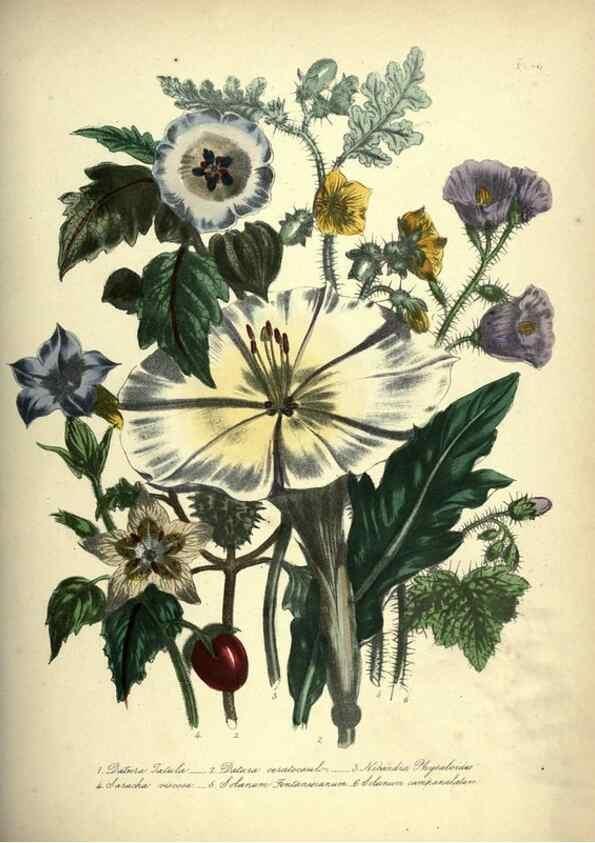 Reproducción/Reproduction 33042686878: The ladies' flower-garden of ornamental annuals.. London,W. S. Orr & co.[1849]. 