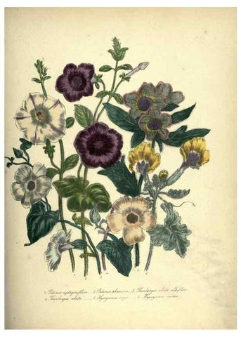 Reproducción/Reproduction 39953249273: The ladies' flower-garden of ornamental annuals.. London,W. S. Orr & co.[1849]. 