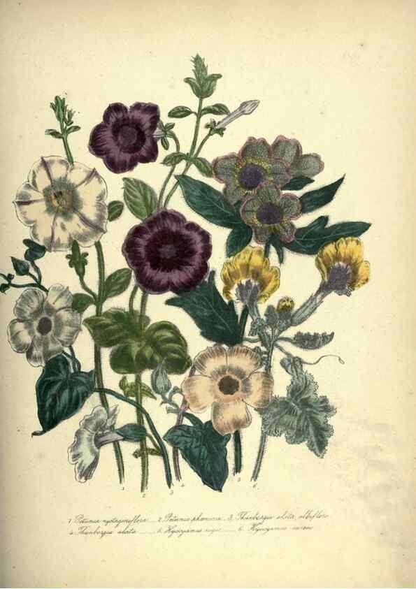 Reproducción/Reproduction 39953249273: The ladies' flower-garden of ornamental annuals.. London,W. S. Orr & co.[1849]. 