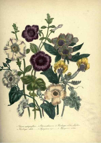 Reproducción/Reproduction 39953249273: The ladies' flower-garden of ornamental annuals.. London,W. S. Orr & co.[1849]. 