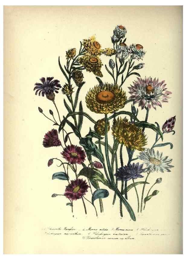 Reproducción/Reproduction 31976885537: The ladies' flower-garden of ornamental annuals.. London,W. S. Orr & co.[1849]. 