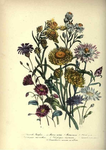 Reproducción/Reproduction 31976885537: The ladies' flower-garden of ornamental annuals.. London,W. S. Orr & co.[1849]. 