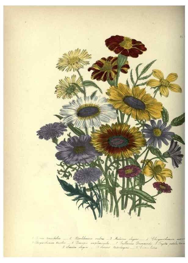 Reproducción/Reproduction 46917952991: The ladies' flower-garden of ornamental annuals.. London,W. S. Orr & co.[1849]. 