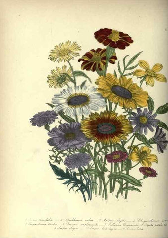 Reproducción/Reproduction 46917952991: The ladies' flower-garden of ornamental annuals.. London,W. S. Orr & co.[1849]. 