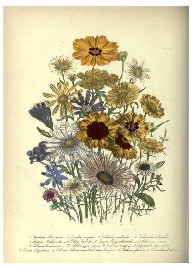 Reproducción/Reproduction 46865859262: The ladies' flower-garden of ornamental annuals.. London,W. S. Orr & co.[1849]. 