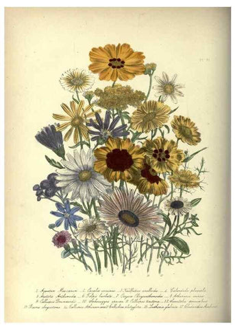 Reproducción/Reproduction 46865859262: The ladies' flower-garden of ornamental annuals.. London,W. S. Orr & co.[1849]. 