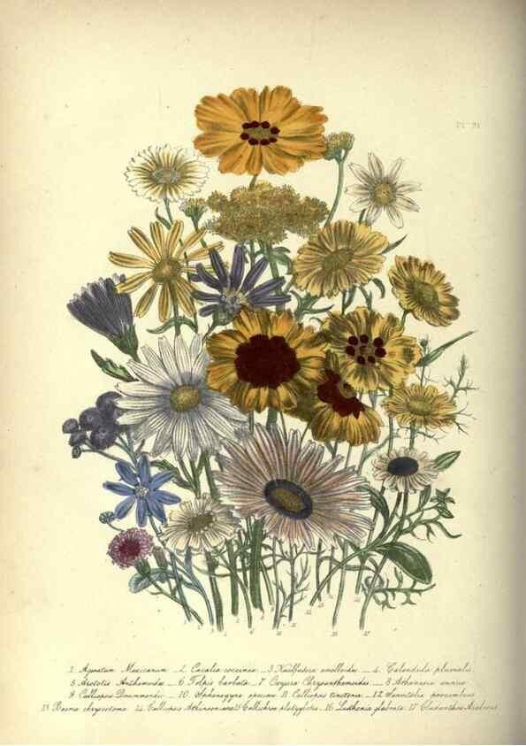 Reproducción/Reproduction 46865859262: The ladies' flower-garden of ornamental annuals.. London,W. S. Orr & co.[1849]. 