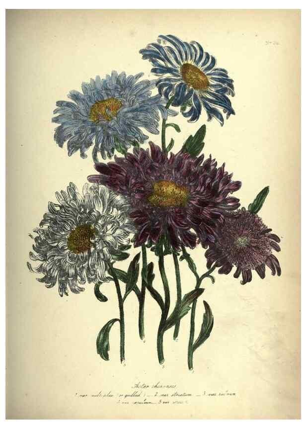 Reproducción/Reproduction 39953231853: The ladies' flower-garden of ornamental annuals.. London,W. S. Orr & co.[1849]. 