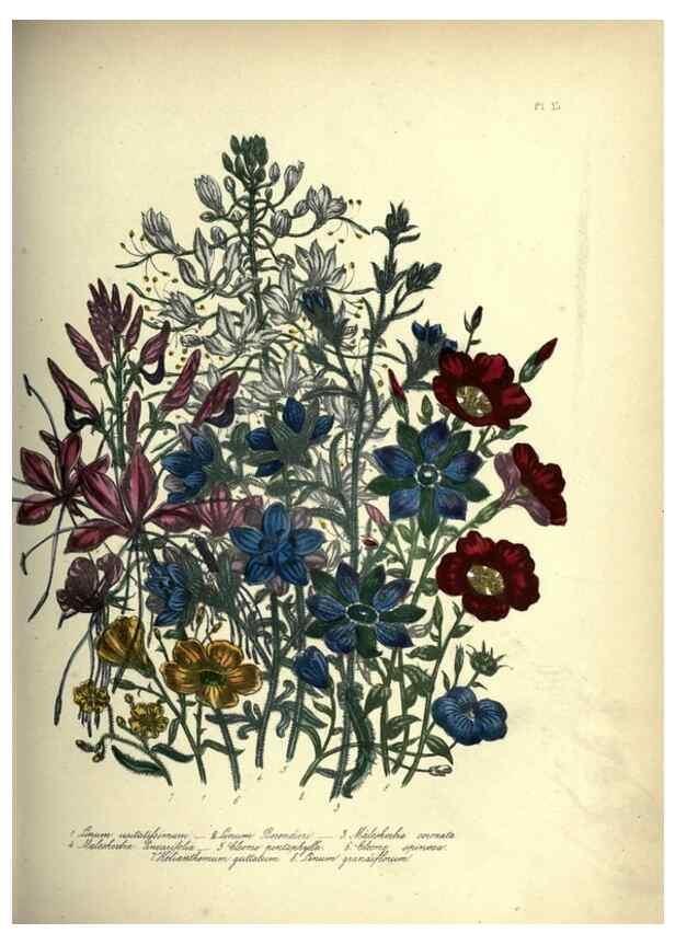 Reproducción/Reproduction 39953213323: The ladies' flower-garden of ornamental annuals.. London,W. S. Orr & co.[1849]. 