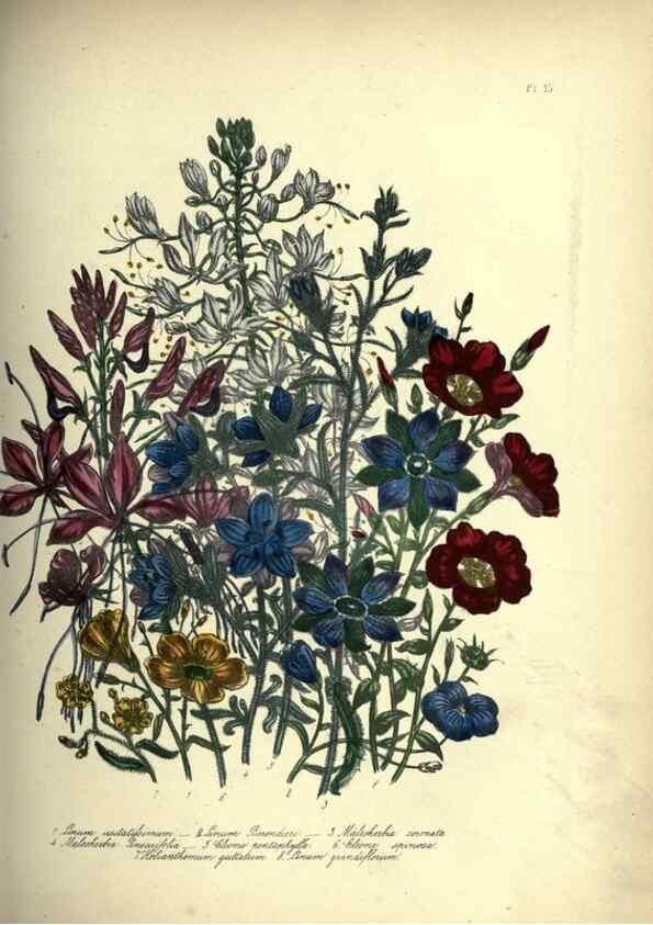 Reproducción/Reproduction 39953213323: The ladies' flower-garden of ornamental annuals.. London,W. S. Orr & co.[1849]. 