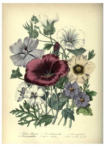Reproducción/Reproduction 31976864087: The ladies' flower-garden of ornamental annuals.. London,W. S. Orr & co.[1849]. 