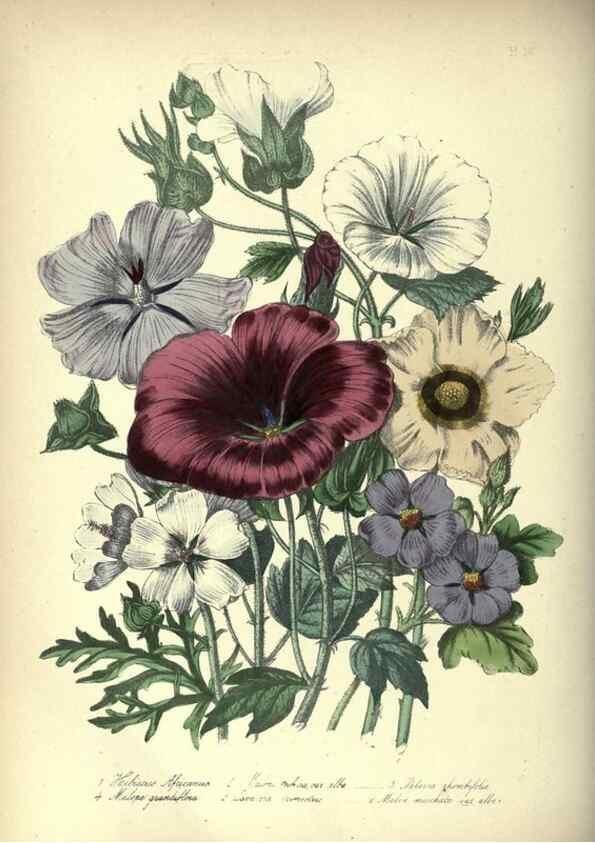 Reproducción/Reproduction 31976864087: The ladies' flower-garden of ornamental annuals.. London,W. S. Orr & co.[1849]. 