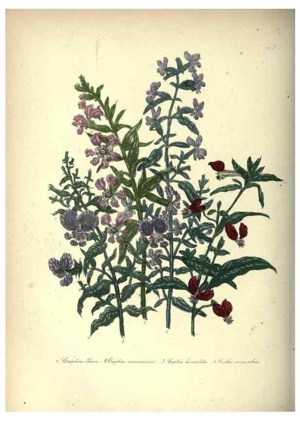Reproducción/Reproduction 46003669195: The ladies' flower-garden of ornamental annuals.. London,W. S. Orr & co.[1849]. 