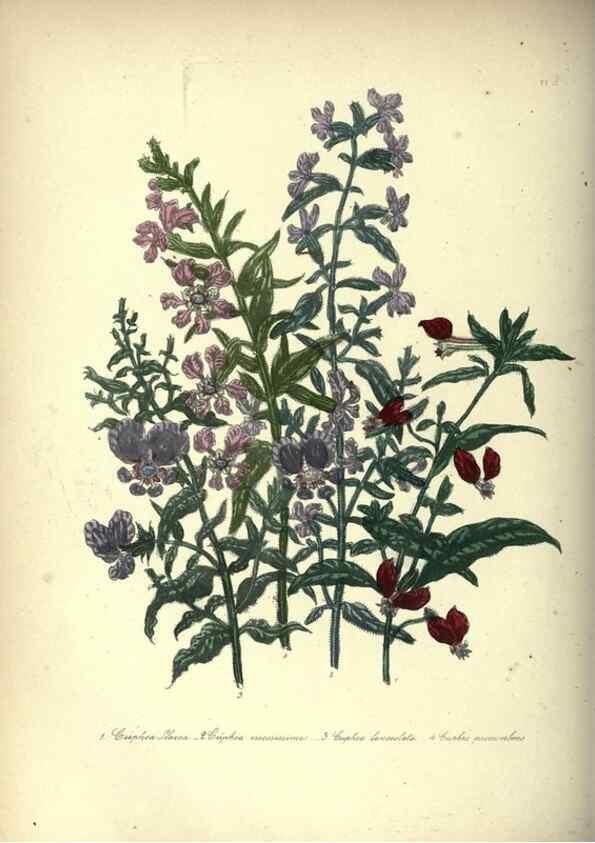 Reproducción/Reproduction 46003669195: The ladies' flower-garden of ornamental annuals.. London,W. S. Orr & co.[1849]. 