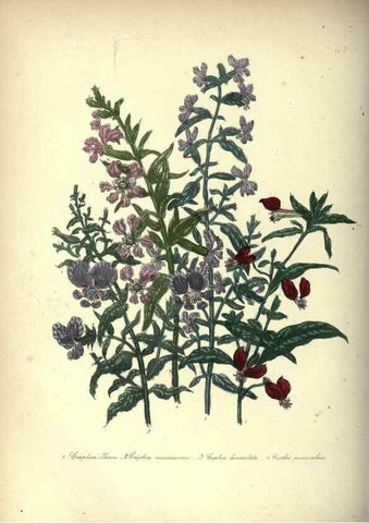 Reproducción/Reproduction 46003669195: The ladies' flower-garden of ornamental annuals.. London,W. S. Orr & co.[1849]. 
