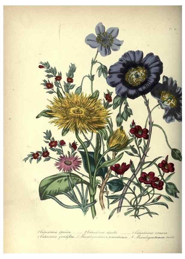 Reproducción/Reproduction 46917940741: The ladies' flower-garden of ornamental annuals.. London,W. S. Orr & co.[1849]. 