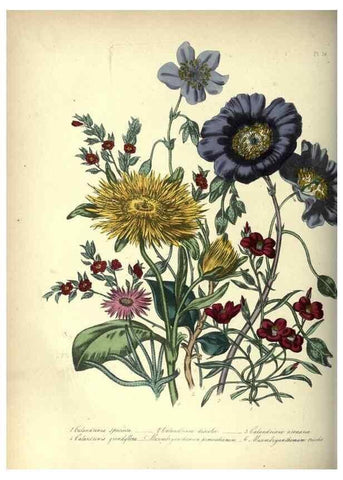 Reproducción/Reproduction 46917940741: The ladies' flower-garden of ornamental annuals.. London,W. S. Orr & co.[1849]. 