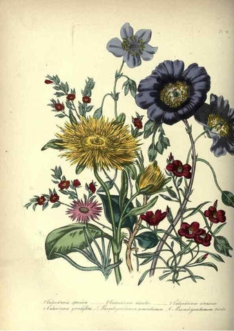 Reproducción/Reproduction 46917940741: The ladies' flower-garden of ornamental annuals.. London,W. S. Orr & co.[1849]. 