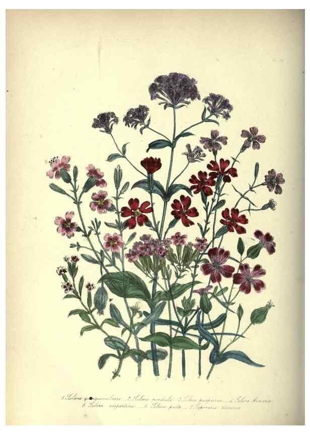 Reproducción/Reproduction 46865851652: The ladies' flower-garden of ornamental annuals.. London,W. S. Orr & co.[1849]. 