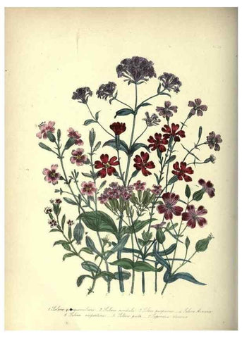 Reproducción/Reproduction 46865851652: The ladies' flower-garden of ornamental annuals.. London,W. S. Orr & co.[1849]. 