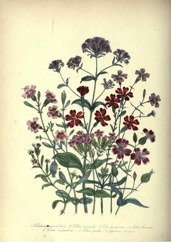 Reproducción/Reproduction 46865851652: The ladies' flower-garden of ornamental annuals.. London,W. S. Orr & co.[1849]. 