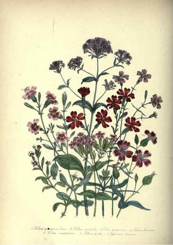 Reproducción/Reproduction 46865851652: The ladies' flower-garden of ornamental annuals.. London,W. S. Orr & co.[1849]. 