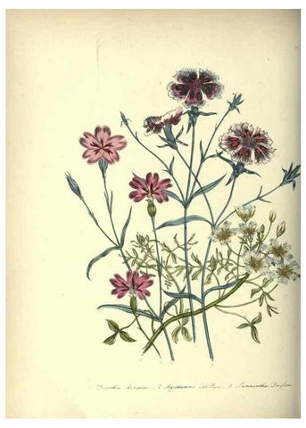 Reproducción/Reproduction 39953217363: The ladies' flower-garden of ornamental annuals.. London,W. S. Orr & co.[1849]. 