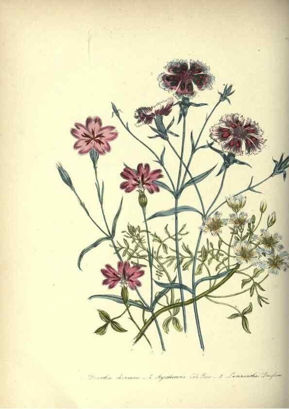 Reproducción/Reproduction 39953217363: The ladies' flower-garden of ornamental annuals.. London,W. S. Orr & co.[1849]. 