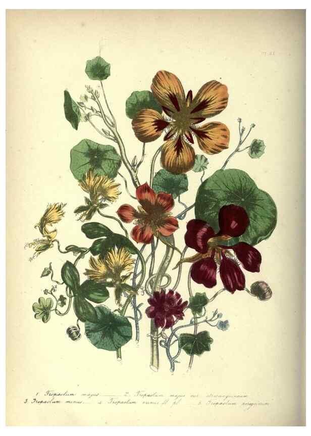 Reproducción/Reproduction 33042659628: The ladies' flower-garden of ornamental annuals.. London,W. S. Orr & co.[1849]. 