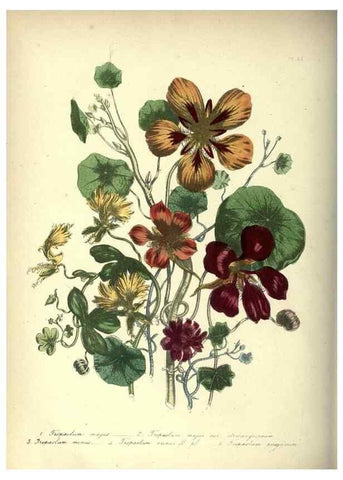 Reproducción/Reproduction 33042659628: The ladies' flower-garden of ornamental annuals.. London,W. S. Orr & co.[1849]. 