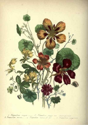 Reproducción/Reproduction 33042659628: The ladies' flower-garden of ornamental annuals.. London,W. S. Orr & co.[1849]. 