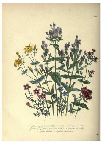 Reproducción/Reproduction 46003691115: The ladies' flower-garden of ornamental annuals.. London,W. S. Orr & co.[1849]. 