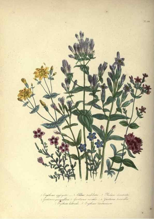 Reproducción/Reproduction 46003691115: The ladies' flower-garden of ornamental annuals.. London,W. S. Orr & co.[1849]. 