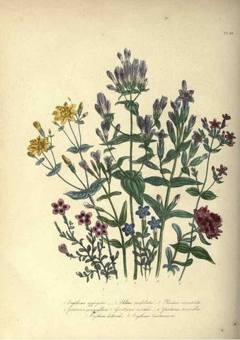 Reproducción/Reproduction 46003691115: The ladies' flower-garden of ornamental annuals.. London,W. S. Orr & co.[1849]. 