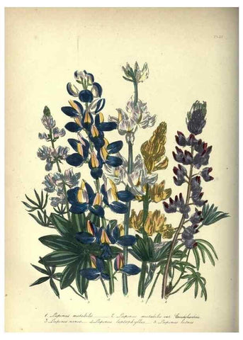 Reproducción/Reproduction 46193224474: The ladies' flower-garden of ornamental annuals.. London,W. S. Orr & co.[1849]. 