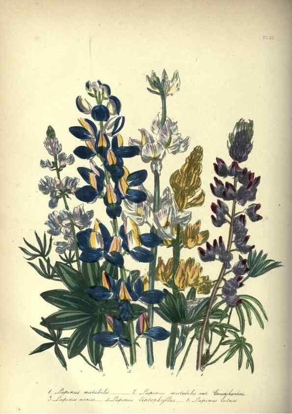 Reproducción/Reproduction 46193224474: The ladies' flower-garden of ornamental annuals.. London,W. S. Orr & co.[1849]. 