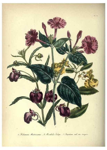 Reproducción/Reproduction 46193226044: The ladies' flower-garden of ornamental annuals.. London,W. S. Orr & co.[1849]. 