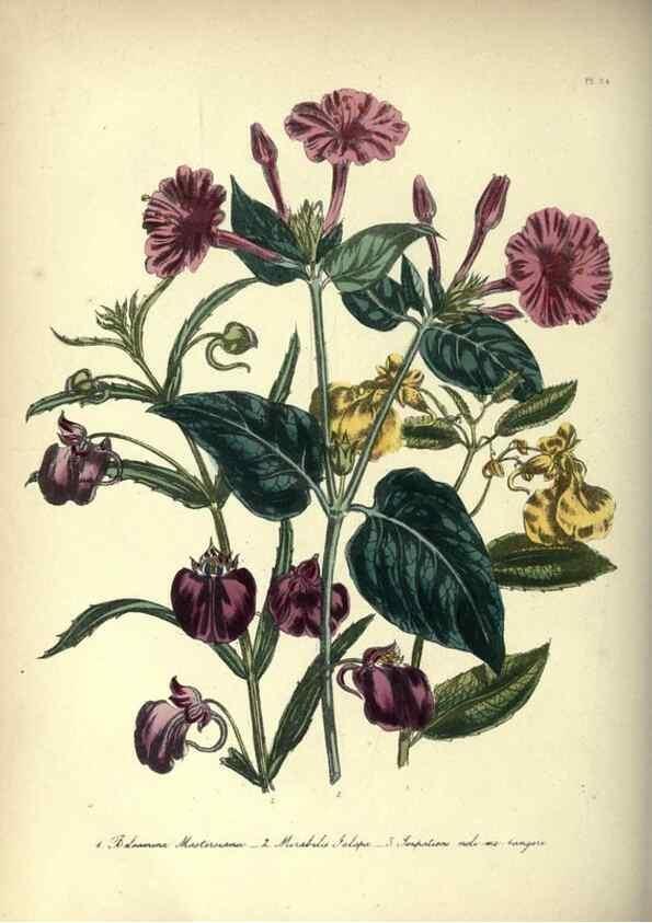 Reproducción/Reproduction 46193226044: The ladies' flower-garden of ornamental annuals.. London,W. S. Orr & co.[1849]. 