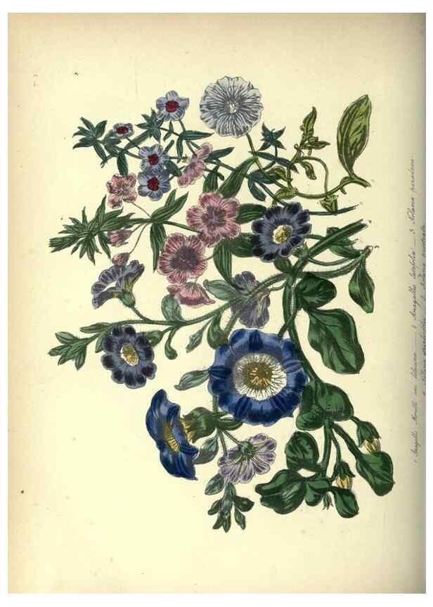 Reproducción/Reproduction 46865855652: The ladies' flower-garden of ornamental annuals.. London,W. S. Orr & co.[1849]. 