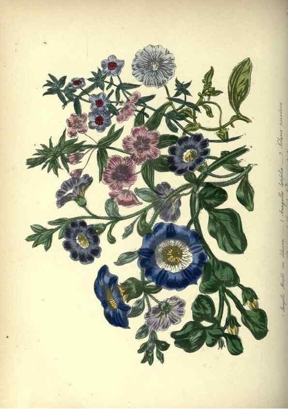 Reproducción/Reproduction 46865855652: The ladies' flower-garden of ornamental annuals.. London,W. S. Orr & co.[1849]. 