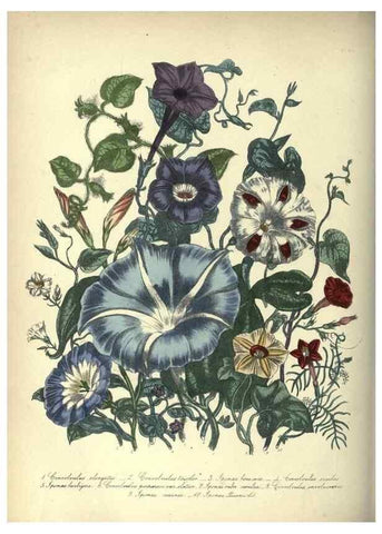Reproducción/Reproduction 31976871717: The ladies' flower-garden of ornamental annuals.. London,W. S. Orr & co.[1849]. 