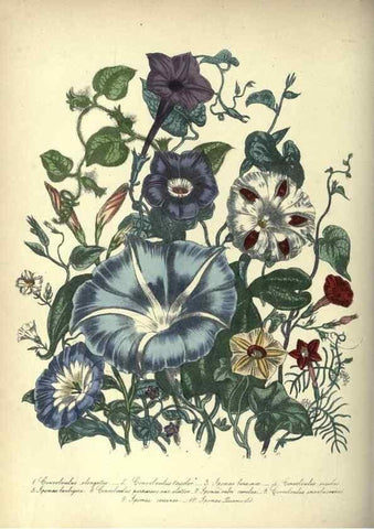 Reproducción/Reproduction 31976871717: The ladies' flower-garden of ornamental annuals.. London,W. S. Orr & co.[1849]. 