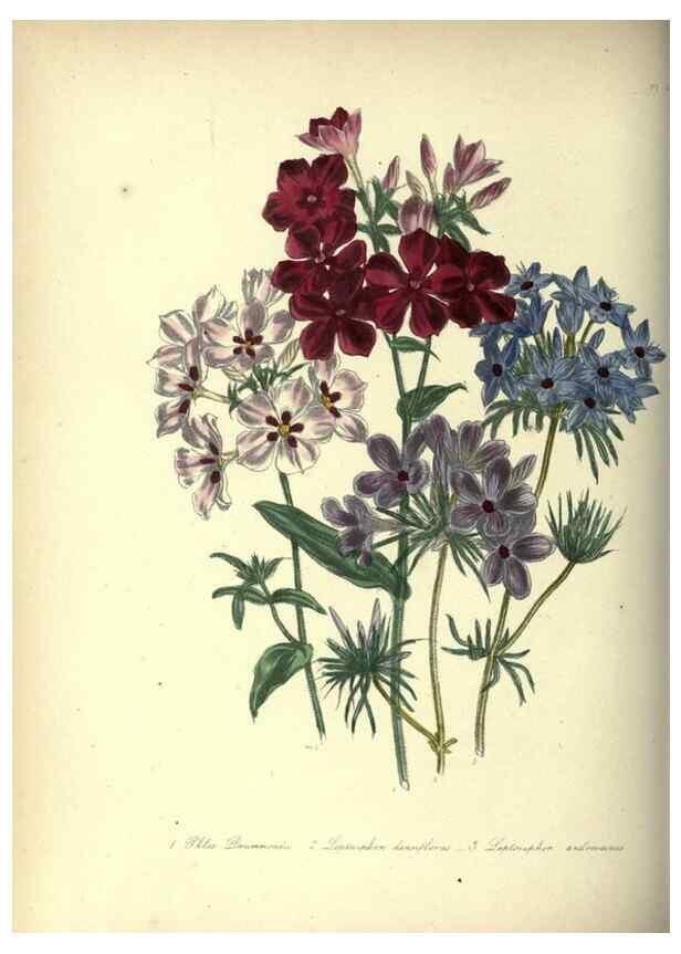 Reproducción/Reproduction 33042663918: The ladies' flower-garden of ornamental annuals.. London,W. S. Orr & co.[1849]. 