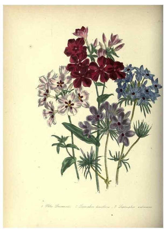 Reproducción/Reproduction 33042663918: The ladies' flower-garden of ornamental annuals.. London,W. S. Orr & co.[1849]. 