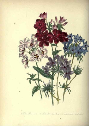Reproducción/Reproduction 33042663918: The ladies' flower-garden of ornamental annuals.. London,W. S. Orr & co.[1849]. 