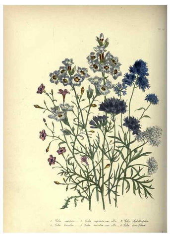 Reproducción/Reproduction 46193232494: The ladies' flower-garden of ornamental annuals.. London,W. S. Orr & co.[1849]. 