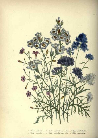 Reproducción/Reproduction 46193232494: The ladies' flower-garden of ornamental annuals.. London,W. S. Orr & co.[1849]. 