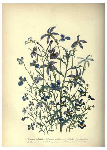 Reproducción/Reproduction 46917950821: The ladies' flower-garden of ornamental annuals.. London,W. S. Orr & co.[1849]. 