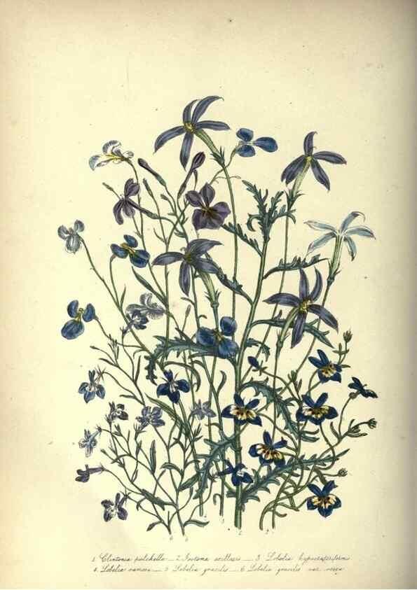 Reproducción/Reproduction 46917950821: The ladies' flower-garden of ornamental annuals.. London,W. S. Orr & co.[1849]. 