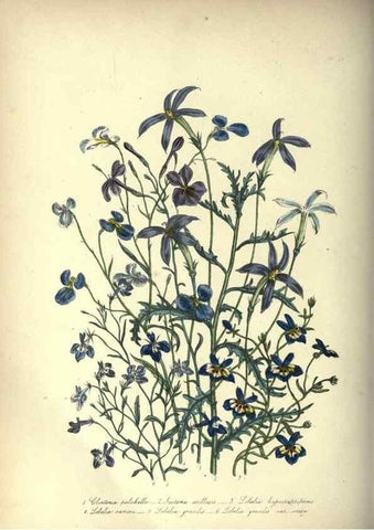 Reproducción/Reproduction 46917950821: The ladies' flower-garden of ornamental annuals.. London,W. S. Orr & co.[1849]. 